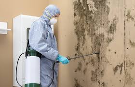 Why You Should Choose Our Mold Remediation Services in Big Lake, TX